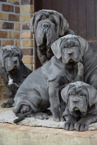 130+ Best Neapolitan Mastiff Dog Names - The Paws