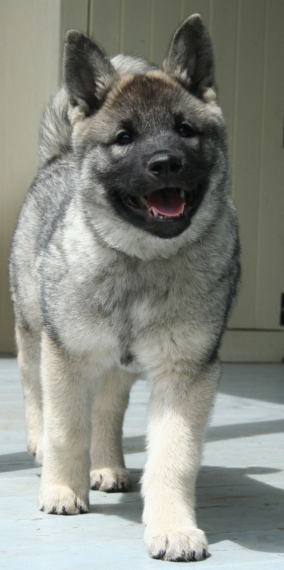 great-names-for-your-norwegian-elkhound-pethelpful