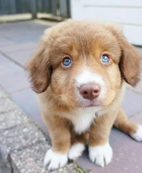 120 Best Nova Scotia Duck Tolling Retriever Dog Names The Paws