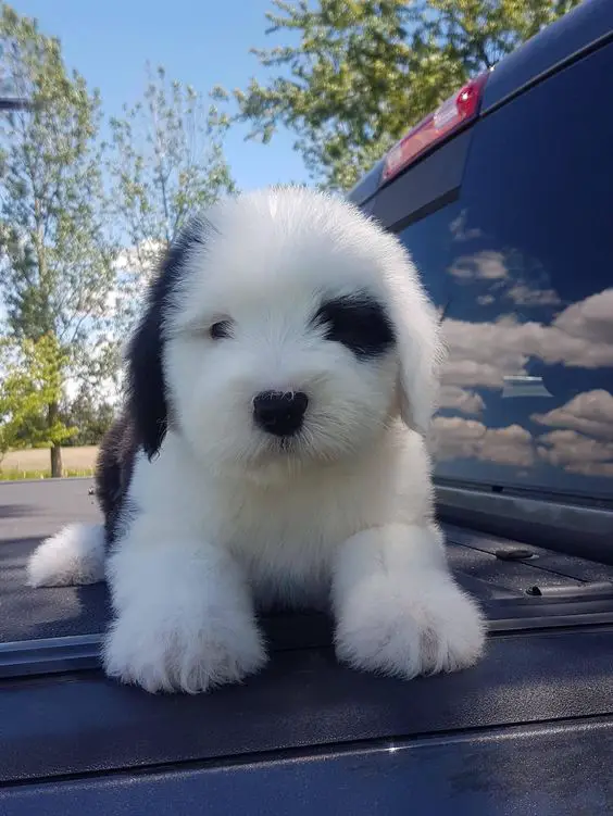 140 Best Old English Sheepdog Names The Paws