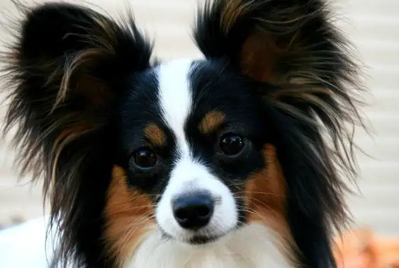 110 Best Papillon Dog Names The Paws