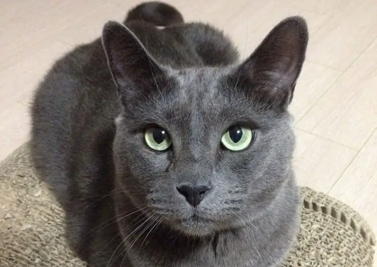 180 Best Russian Blue Cat Names The Paws