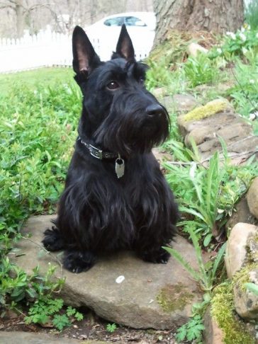 130 Best Scottish Terrier Dog Names - The Paws