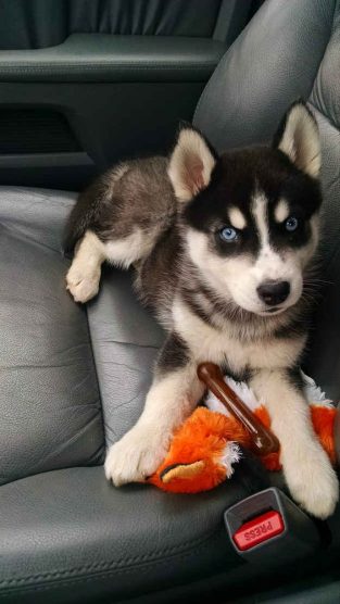 95 Best Siberian Husky Dog Names - The Paws