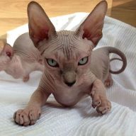 50 Best Sphynx Cat Names - The Paws