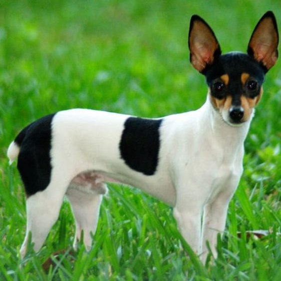 114 Best Toy Fox Terrier Dog Names - The Paws