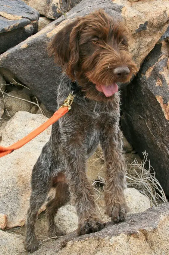 78 Best Wirehaired Pointing Griffon Dog Names - The Paws