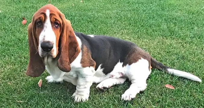 90-best-basset-hound-dog-names-the-paws