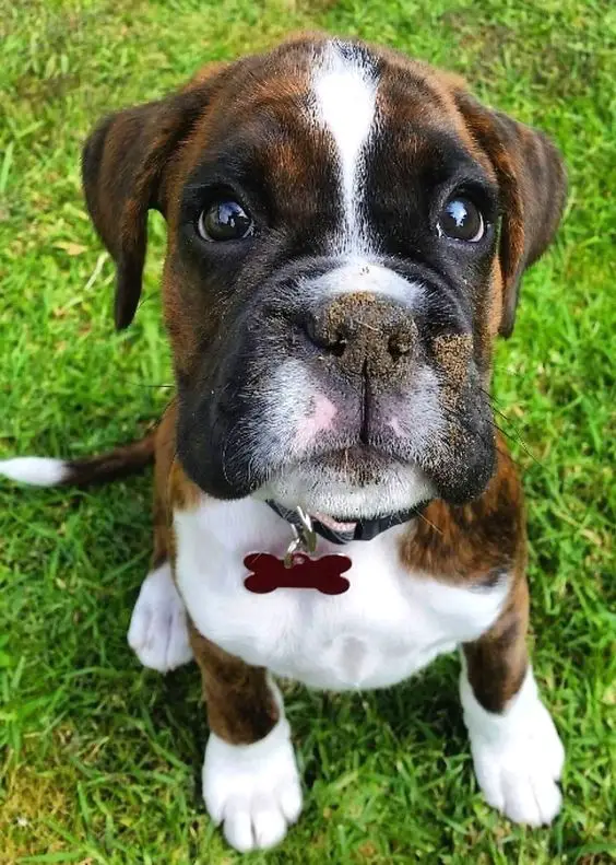 18 Unfriendly Things Every Boxer Owner Should Know - The Paws