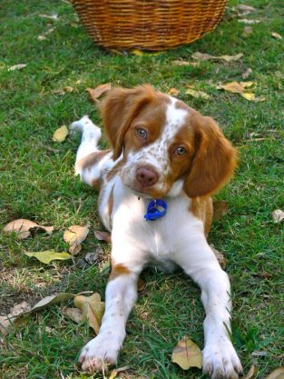 43 Best Toys for Brittany Spaniels - The Paws