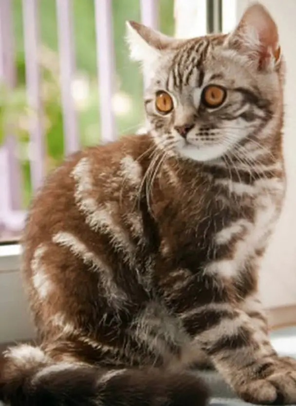 brown tabby cat names female