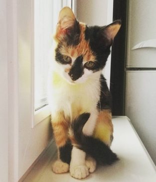 names for calico cats