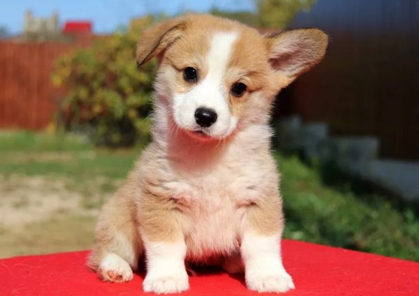 45 Silly Corgi Dog Names - The Paws