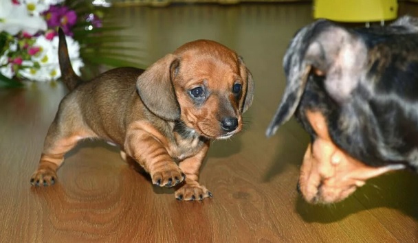 70 Female Dachshund Dog Names - The Paws