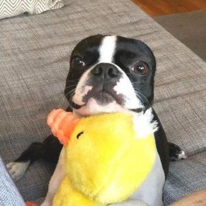 10 Things That Make Boston Terriers Happy