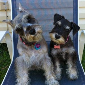 12 Reasons Schnauzers Are Not The Friendly Dogs Everyone Says They Are