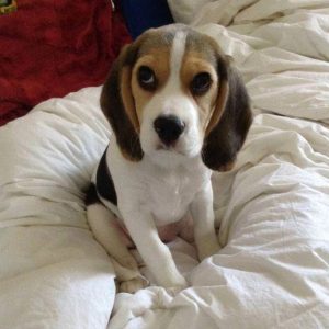 14 Reasons Beagles Are Not The Friendly Dogs Everyone Says They Are