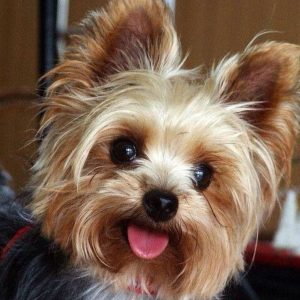 12 Reasons Yorkshire Terriers Are Not The Friendly Dogs Everyone Says They Are