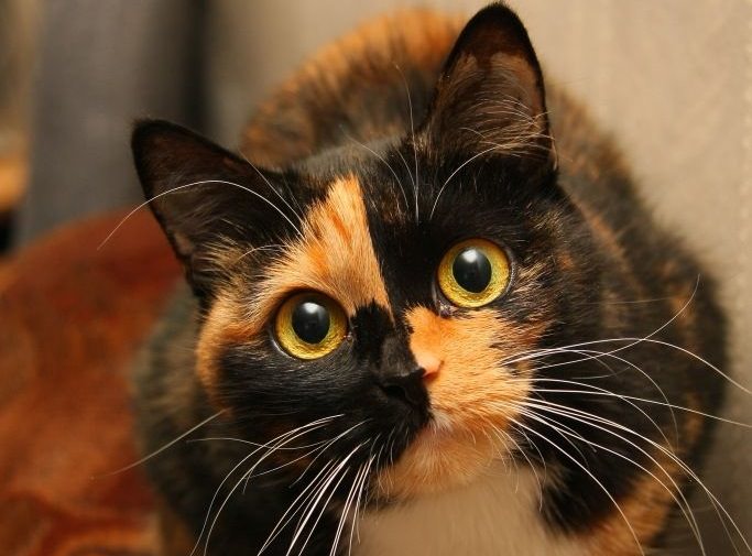 35 Female Calico Cat Names The Paws