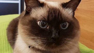 Top 50 Male Siamese Cat Names - The Paws