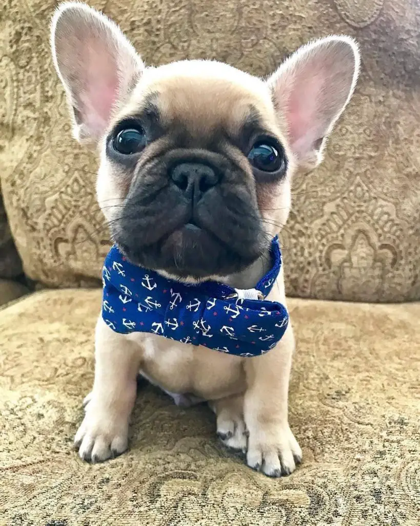 120 Male French Bulldog Names - The Paws