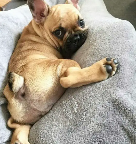 120 Male French Bulldog Names - The Paws