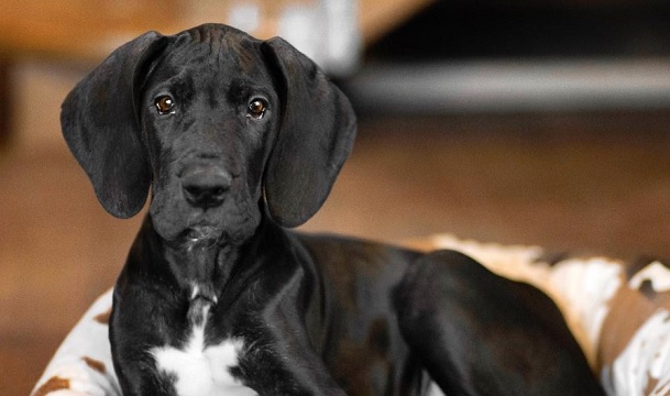 25-female-great-dane-dog-names-the-paws