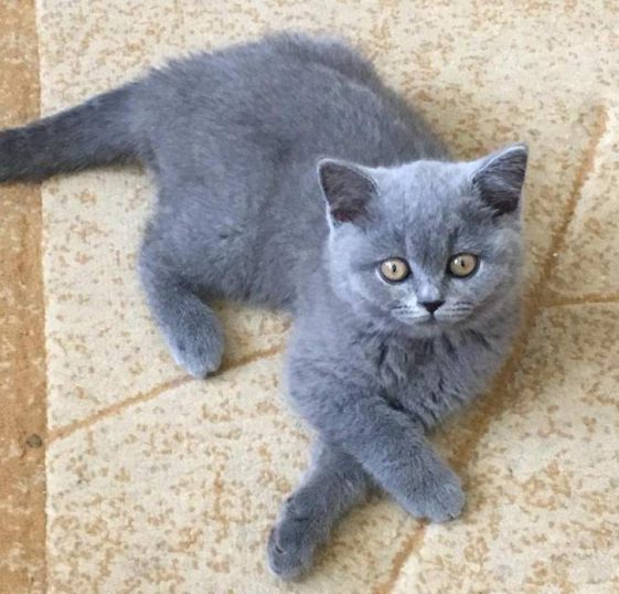 90 Most Popular Male Cat Names - The Paws