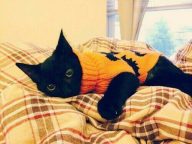 90 Best Halloween Cat Names - The Paws