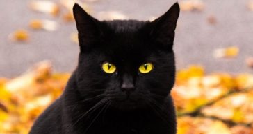 90 Best Halloween Cat Names - The Paws