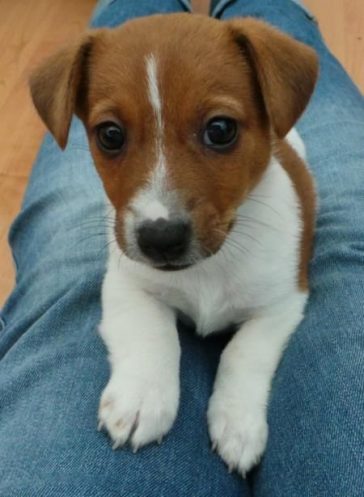 140 Best Jack Russell Dog Names - The Paws