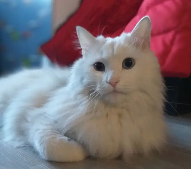 150 Best Names for White Cats - The Paws