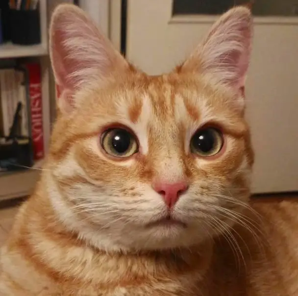 orange tabby cat names female