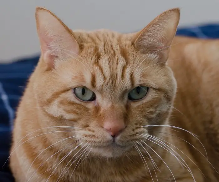 80 Male Orange Tabby Cat Names The Paws