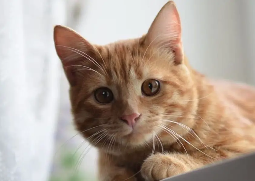 100 Female Orange Tabby Cat Names The Paws