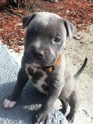 23 Blue Nose Pitbull Dog Names - The Paws