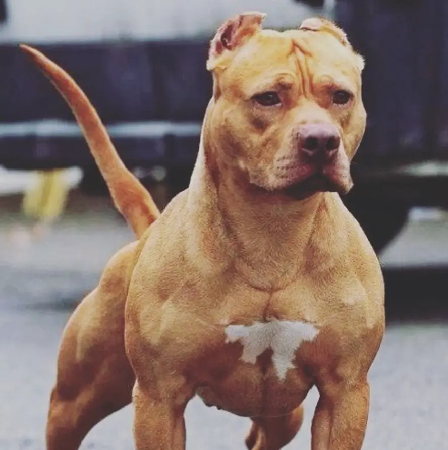 mexican red nose pitbull