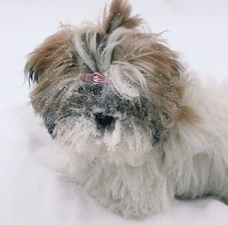 shih tzu soft toys