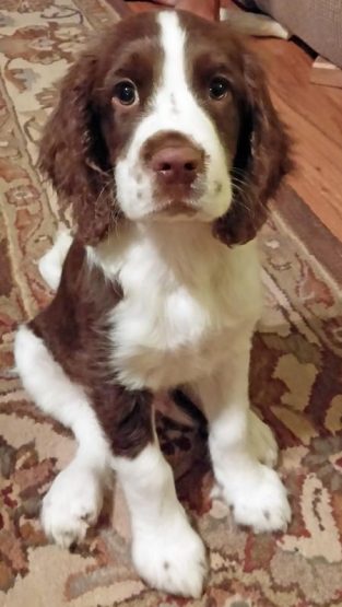 110 Best Springer Spaniel Dog Names - The Paws