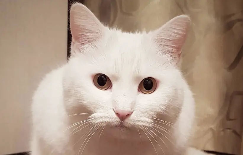 35 Unique White Cat Names - The Paws