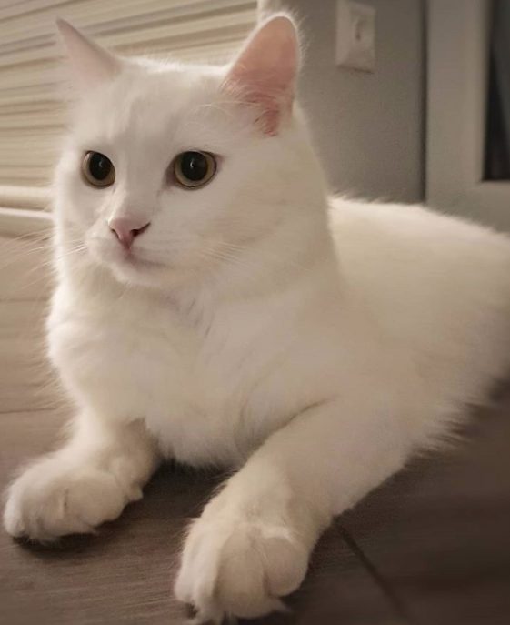 100 White Female Cat Names The Paws