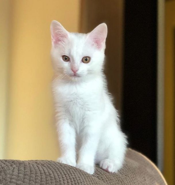 150 Best Names For White Cats - The Paws