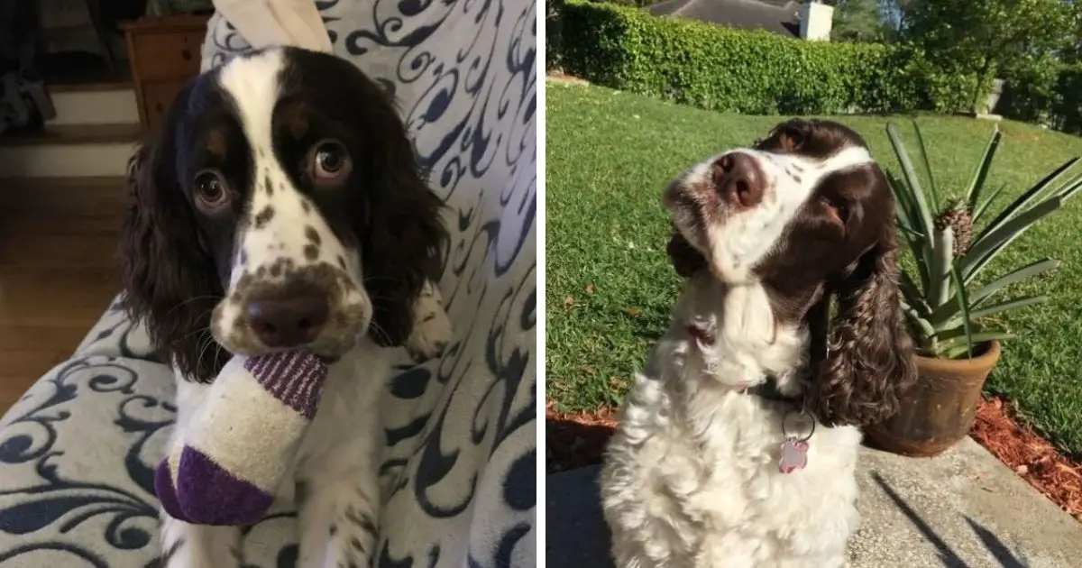 14 Reasons Why You Should NEVER Own Springer Spaniels - The Paws