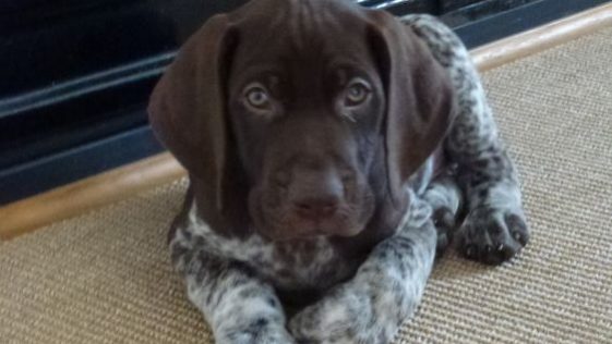 100+ Best German Shorthaired Pointer Dog Names – The Paws