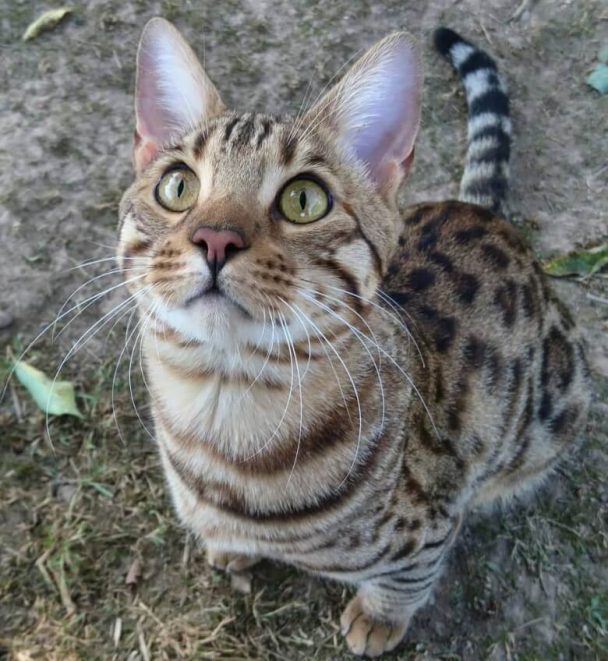 80 Jungle Cat Names - Bengal Cat Names - The Paws