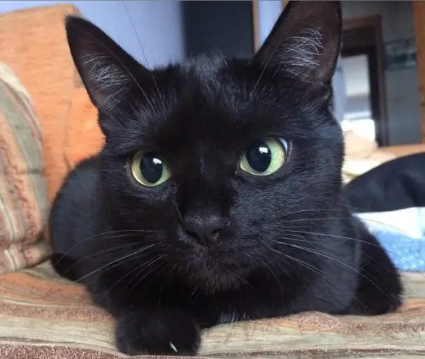 80 Famous Black Cat Names - The Paws