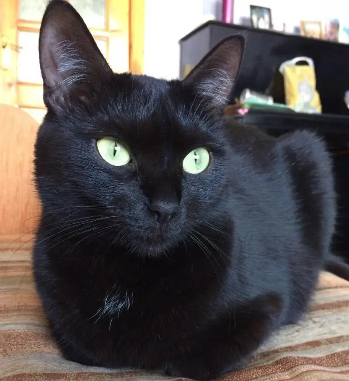 black cats with purple eyes