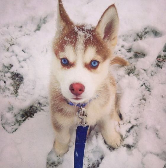 40 Names For Dogs With Blue Eyes - The Paws