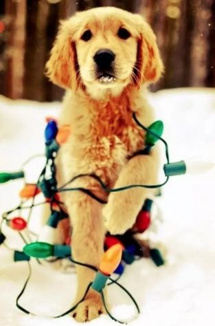 90 Christmas Dog Names - The Paws