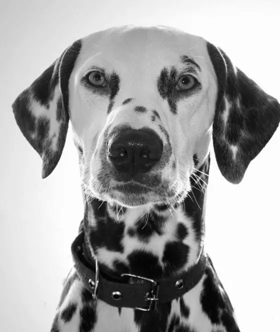 100 Black and White Dog Names - The Paws